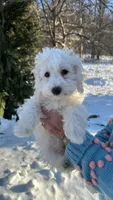 Muncy, a male Bichpoo for sale in Vestal, NY – Photo 1 of 2