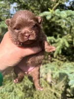 Penny, a female Pomeranian for sale in North Pole, AK – 9 of 9