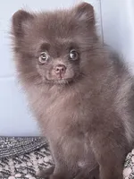 Penny, a female Pomeranian for sale in North Pole, AK – 4 of 9