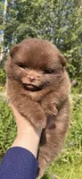 Penny, a female Pomeranian for sale in North Pole, AK – 5 of 9
