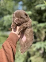Penny, a female Pomeranian for sale in North Pole, AK – 7 of 9