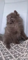Penny, a female Pomeranian for sale in North Pole, AK – 3 of 9