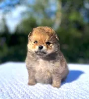 Dolly, a female Pomeranian for sale in North Pole, AK – 5 of 5