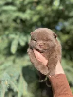 Penny, a female Pomeranian for sale in North Pole, AK – 8 of 9