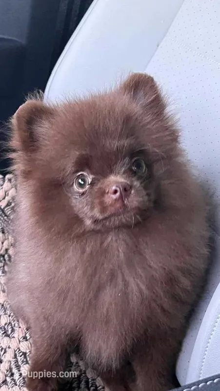 Penny – Pomeranian puppy for sale in North Pole, AK