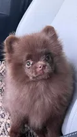 Penny, a female Pomeranian for sale in North Pole, AK – 1 of 9