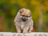 Wyatt, a male Pomeranian for sale in North Pole, AK – 3 of 3