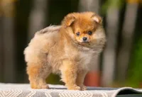 Dolly, a female Pomeranian for sale in North Pole, AK – 2 of 5