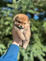 Dolly, a female Pomeranian for sale in North Pole, AK – 4 of 5