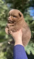 Penny, a female Pomeranian for sale in North Pole, AK – 6 of 9