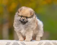 Wyatt, a male Pomeranian for sale in North Pole, AK – 2 of 3
