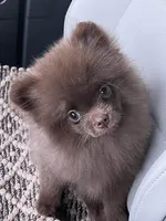Penny, a female Pomeranian for sale in North Pole, AK – 2 of 9