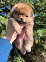 Dolly, a female Pomeranian for sale in North Pole, AK – 3 of 5