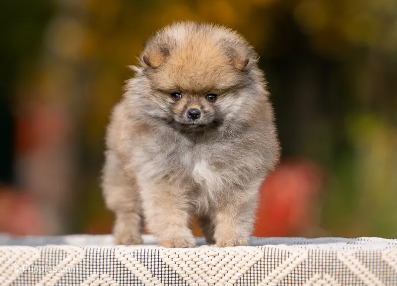 Wyatt – Pomeranian puppy for sale in North Pole, AK