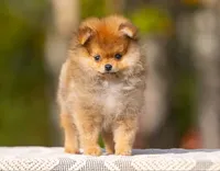 Dolly, a female Pomeranian for sale in North Pole, AK – 1 of 5