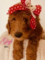 Gigi, a female Poodle - Standard  for sale in Apple Valley, CA – Photo 2 of 4