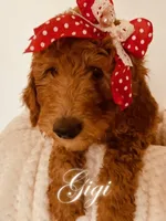 Gigi, a female Poodle - Standard  for sale in Apple Valley, CA – Photo 1 of 4