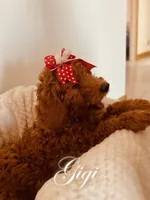 Gigi, a female Poodle - Standard  for sale in Apple Valley, CA – Photo 3 of 4