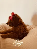 Gigi, a female Poodle - Standard  for sale in Apple Valley, CA – Photo 4 of 4