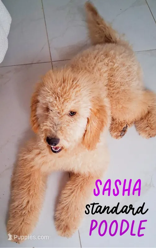 Sasha – Poodle - Standard  puppy for sale in Apple Valley, CA