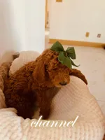 Channel, a female Poodle - Standard  for sale in Apple Valley, CA – Photo 2 of 4