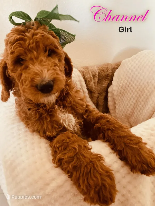 Channel – Poodle - Standard  puppy for sale in Apple Valley, CA