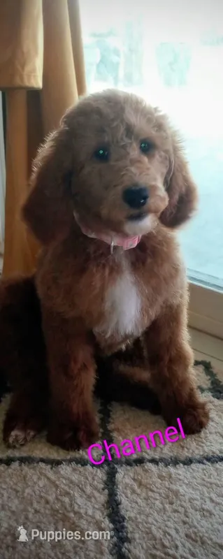 Channel – Poodle - Standard  puppy for sale in Apple Valley, CA