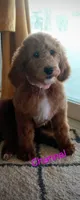 Channel, a female Poodle - Standard  for sale in Apple Valley, CA – Photo 1 of 5