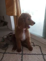 Channel, a female Poodle - Standard  for sale in Apple Valley, CA – Photo 5 of 5