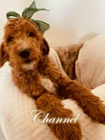 Channel, a female Poodle - Standard  for sale in Apple Valley, CA – Photo 4 of 4