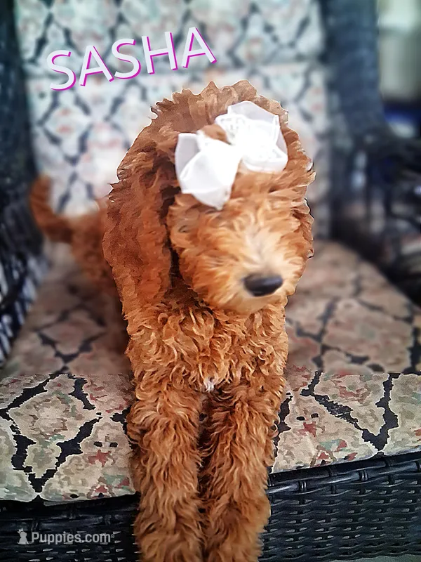 Sasha – Poodle - Standard  puppy for sale in Apple Valley, CA