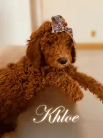 Khloe, a female Poodle - Standard  for sale in Apple Valley, CA – Photo 2 of 4