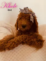 Khloe, a female Poodle - Standard  for sale in Apple Valley, CA – Photo 4 of 4