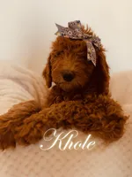 Khloe, a female Poodle - Standard  for sale in Apple Valley, CA – Photo 3 of 4