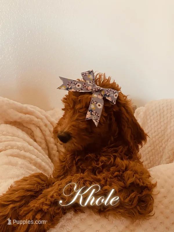 Khloe – Poodle - Standard  puppy for sale in Apple Valley, CA