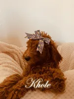 Khloe, a female Poodle - Standard  for sale in Apple Valley, CA – Photo 1 of 4