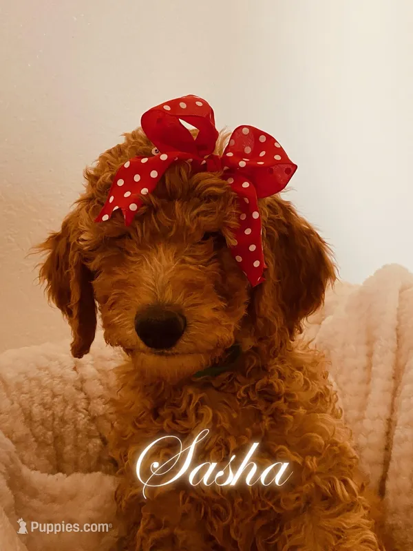 Sasha – Poodle - Standard  puppy for sale in Apple Valley, CA