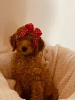 Sasha, a female Poodle - Standard  for sale in Apple Valley, CA – Photo 2 of 4
