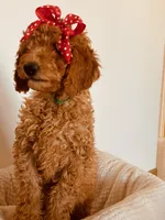 Sasha, a female Poodle - Standard  for sale in Apple Valley, CA – Photo 3 of 4