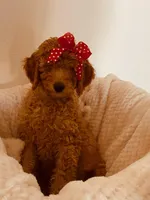 Sasha, a female Poodle - Standard  for sale in Apple Valley, CA – Photo 4 of 4