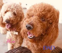 Buddy, a male Poodle - Standard  for sale in Apple Valley, CA – Photo 2 of 5