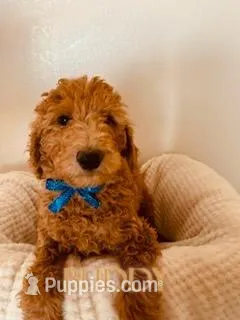 Buddy – Poodle - Standard  puppy for sale in Apple Valley, CA