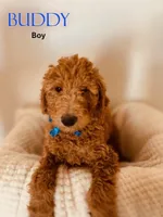 Buddy, a male Poodle - Standard  for sale in Apple Valley, CA – Photo 3 of 5