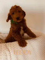 Teddy, a female Poodle - Standard  for sale in Apple Valley, CA – Photo 4 of 4