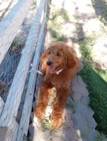Teddy, a female Poodle - Standard  for sale in Apple Valley, CA – Photo 3 of 6