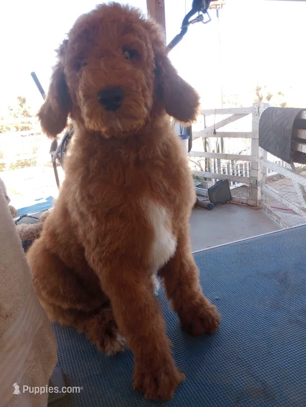 Teddy – Poodle - Standard  puppy for sale in Apple Valley, CA
