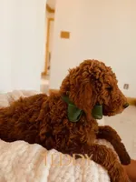 Teddy, a female Poodle - Standard  for sale in Apple Valley, CA – Photo 3 of 4