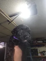 Purple, a female Poodle - Standard  for sale in Amarillo, TX – Photo 2 of 6