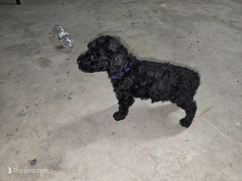 Purple – Poodle - Standard  puppy for sale in Amarillo, TX