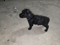 Purple, a female Poodle - Standard  for sale in Amarillo, TX – Photo 1 of 6